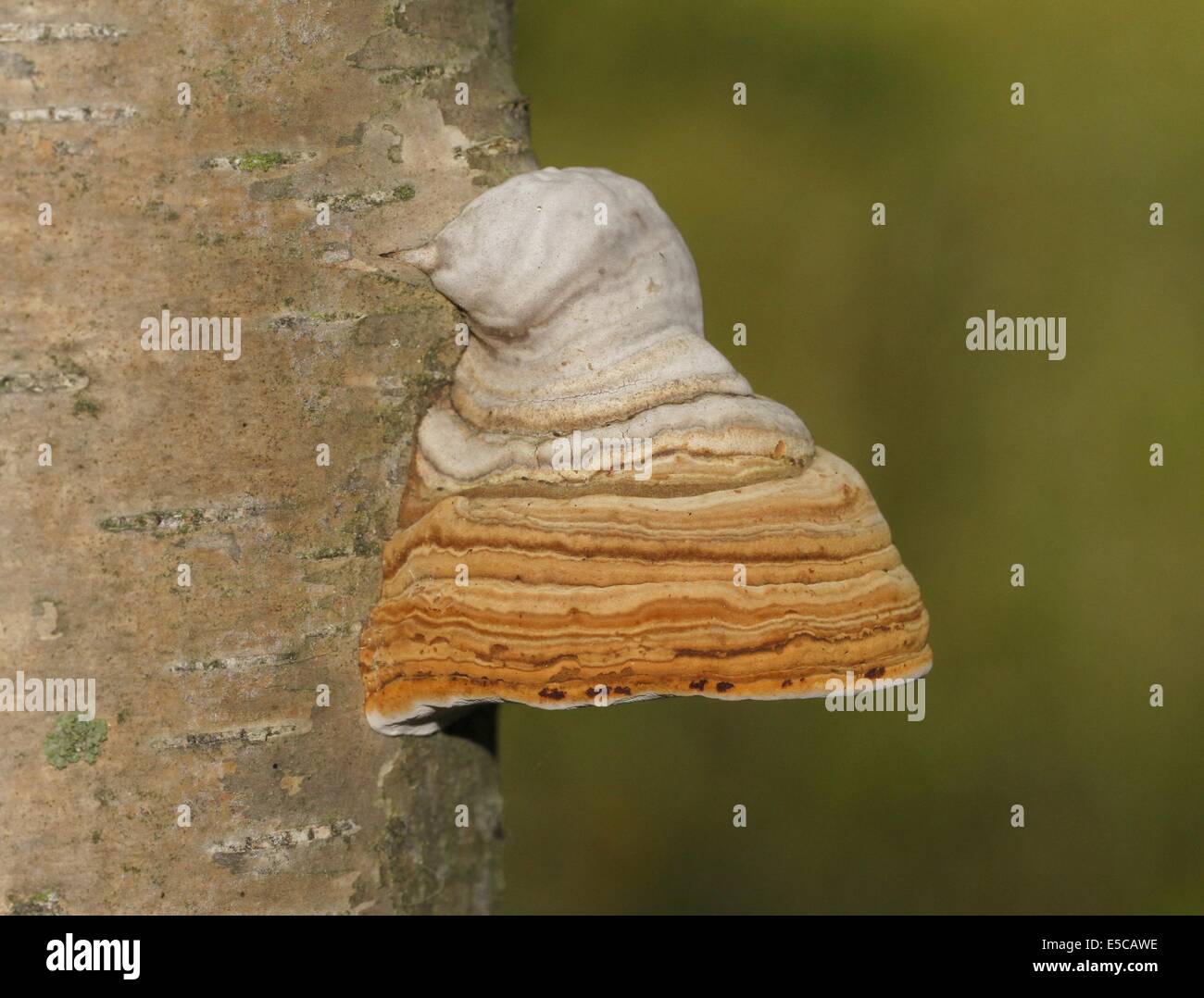Tinder fungo (Fomes fomentarius) sul tronco di betulla in Finlandia. Foto Stock