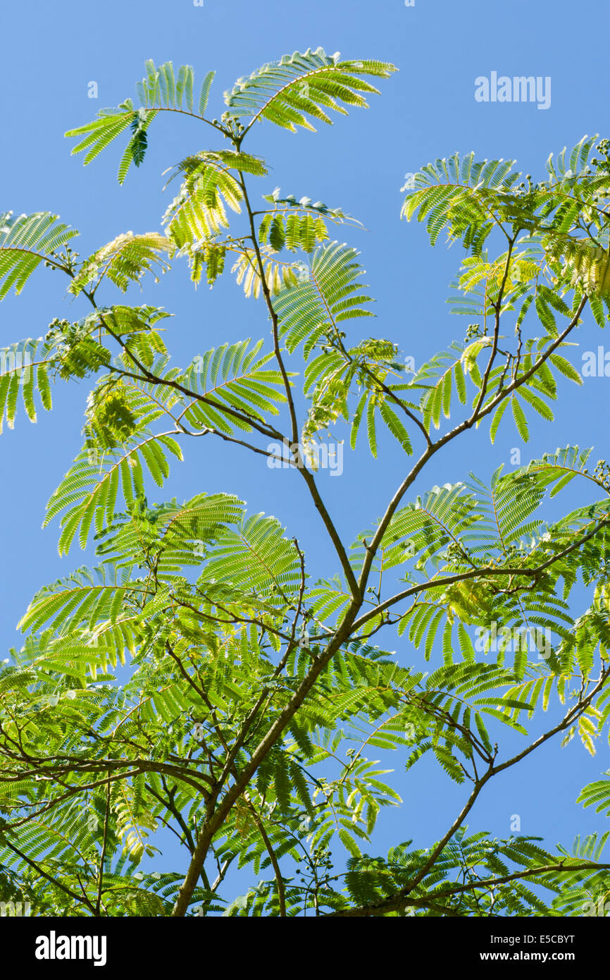 Feathery fogliame della seta persiano tree, Albizia julibrissin, contro un cielo blu Foto Stock