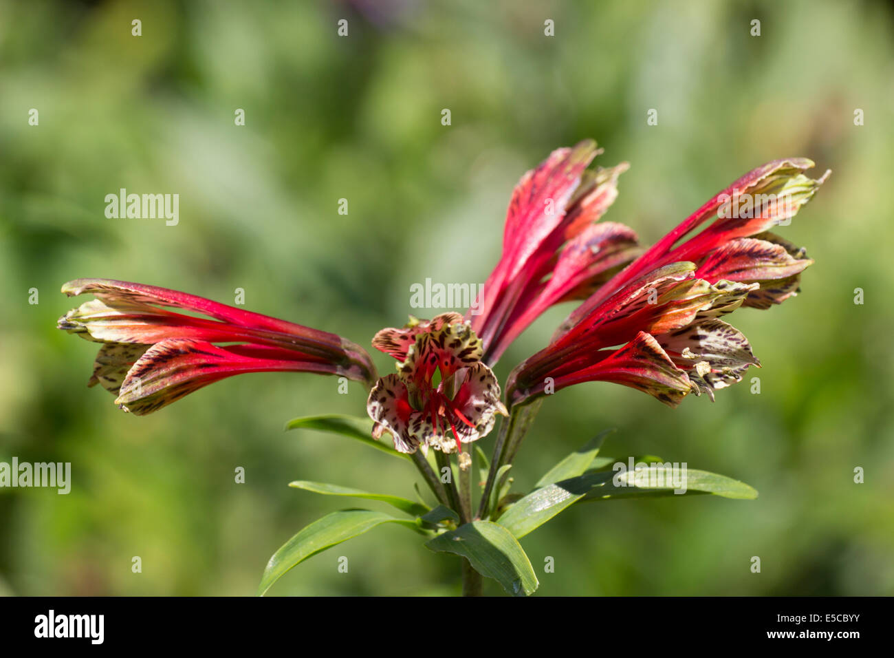 Testa di fiori di Alstroemeria psittacina Foto Stock