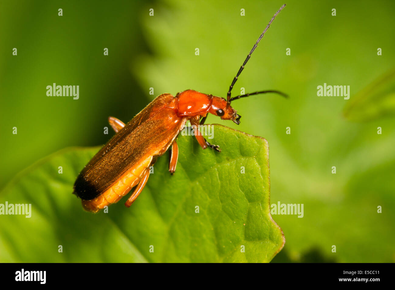 Soldato arancione beetle, Rhagonycha fulva Foto Stock