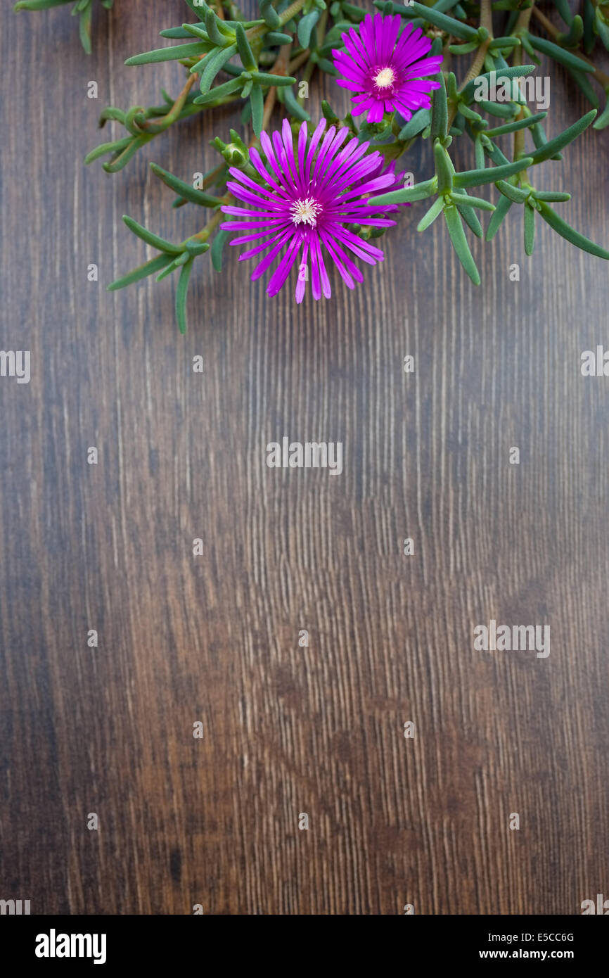 Lampranthus (impianto di ghiaccio) fiori su legno scuro dello sfondo. Spazio di copia Foto Stock