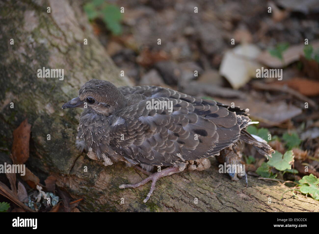 Baby wild turchia Foto Stock