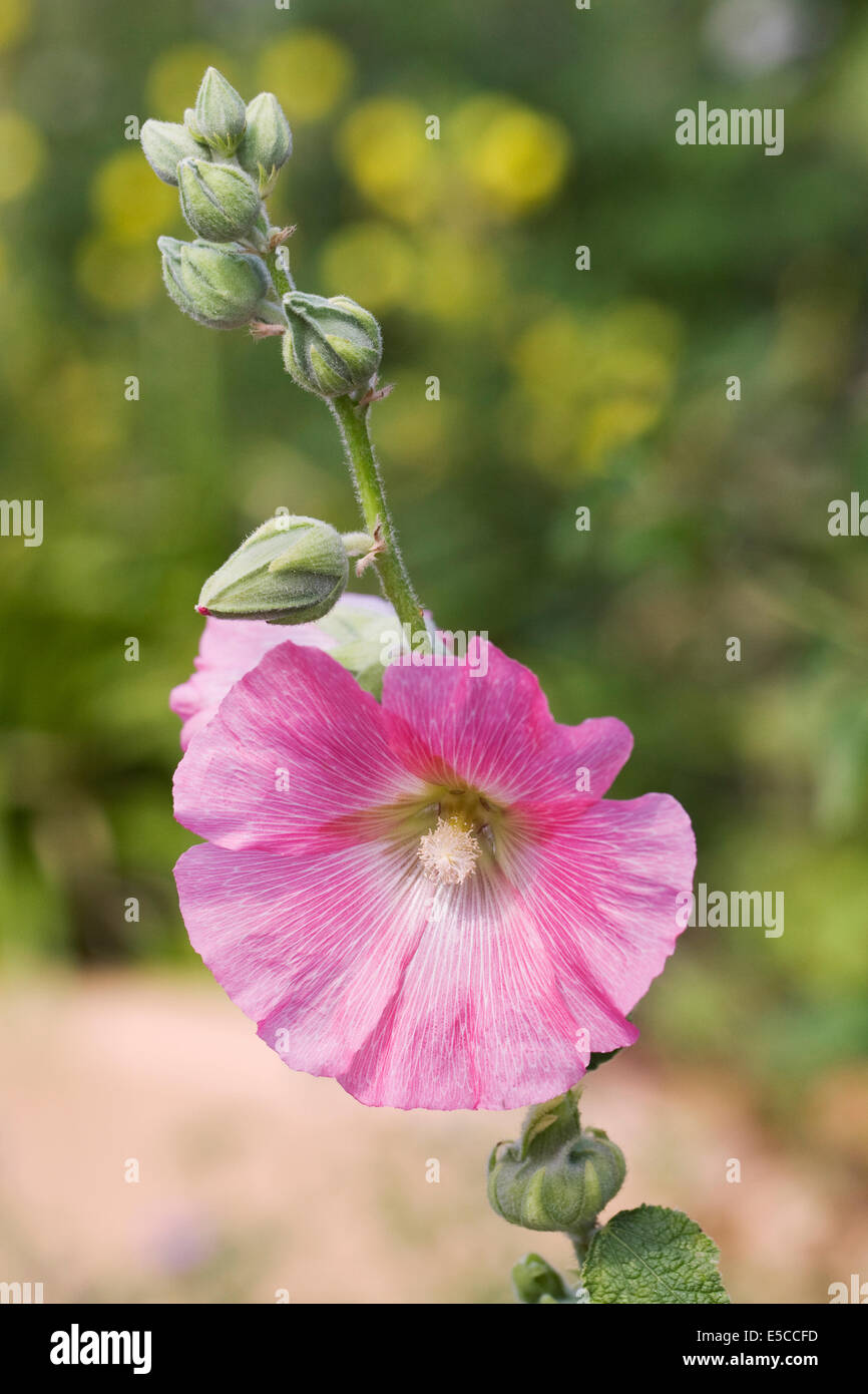 Alcea rosea. La luce rosa hollyhock nel giardino. Foto Stock