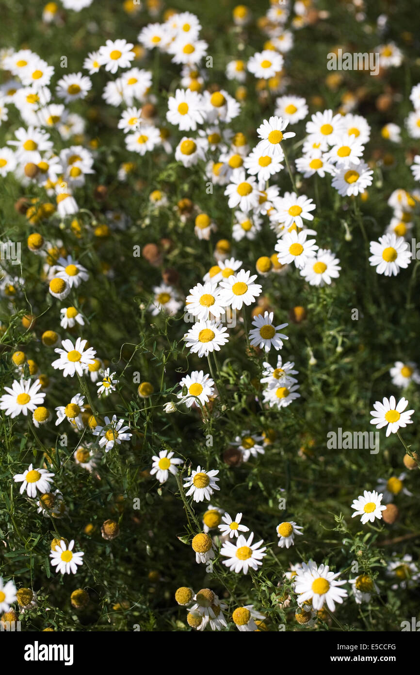 Chamaemelum nobile. Inglese fiori di camomilla. Foto Stock