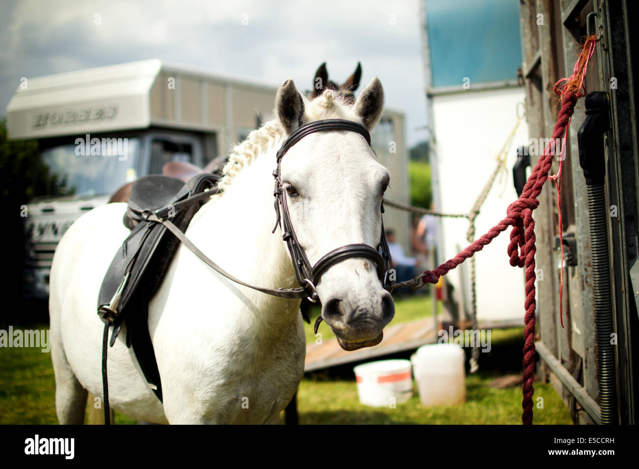 Cavallo bianco collegato ad un carrello Foto Stock