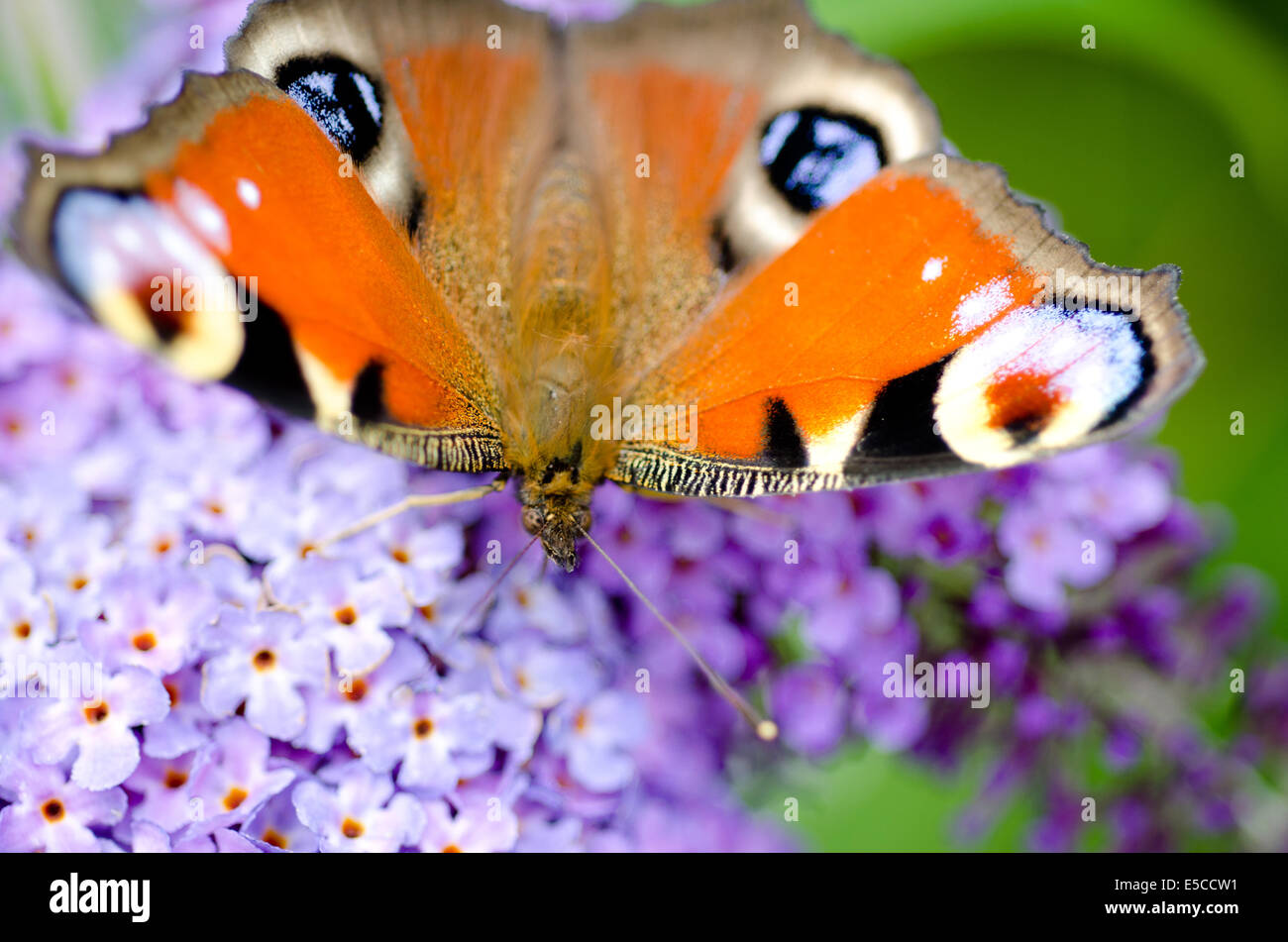 Peacock (Aglais io) farfalla Foto Stock