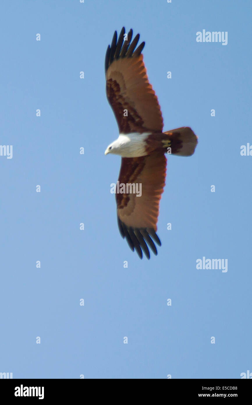 Brahminy Kite in volo.(Haliastur indus).Bangalore, India Foto Stock