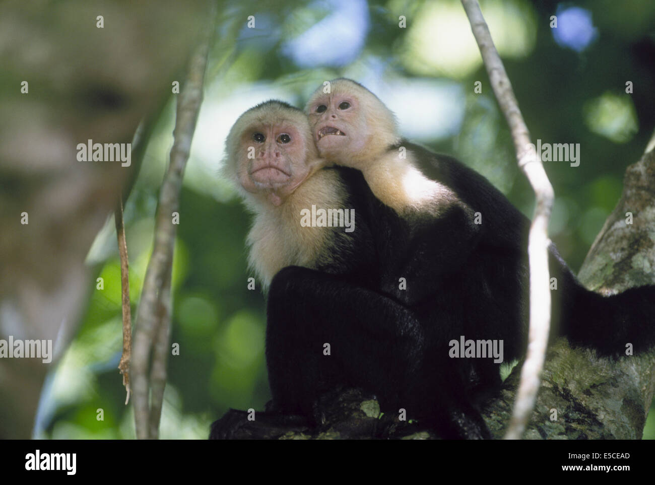 Scimmie Cappuccino Dalla Faccia Bianca Immagini e Fotos Stock - Alamy