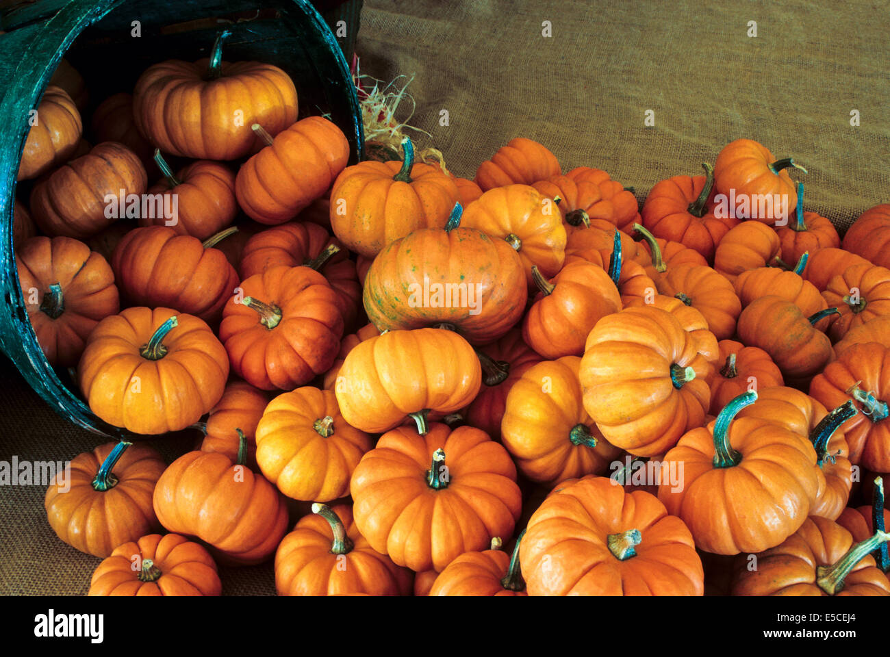 Cestello di raccolta pieno di orange caduta Munchkin Squash vicino, Lancaster County, Pennsylvania, USA e colorati di cucurbita pepo, cucurbitacee Foto Stock
