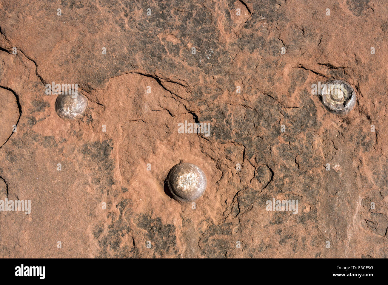 Fossillized uova di dinosauro, Moenkopi tracce di dinosauri, tuba, Arizona Foto Stock