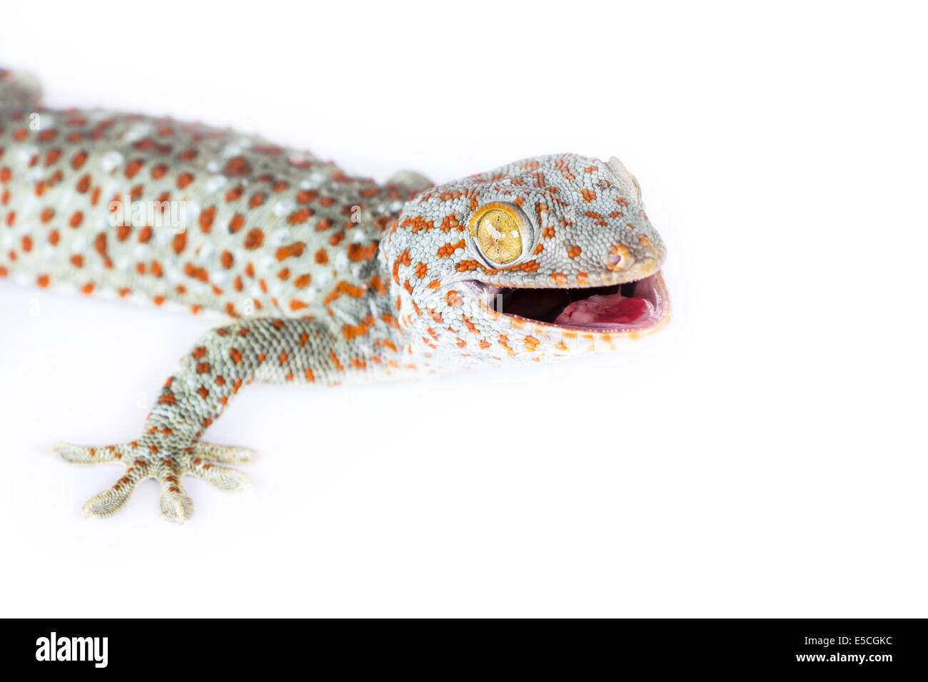 Gekko isolati su sfondo bianco Foto Stock