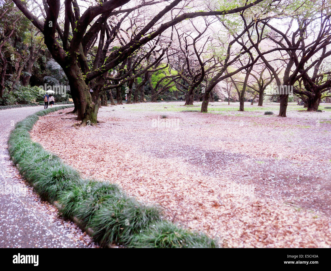 Shinjuku Gyoen National Garden during cherry blossom in Tokyo Japan 2014 Foto Stock