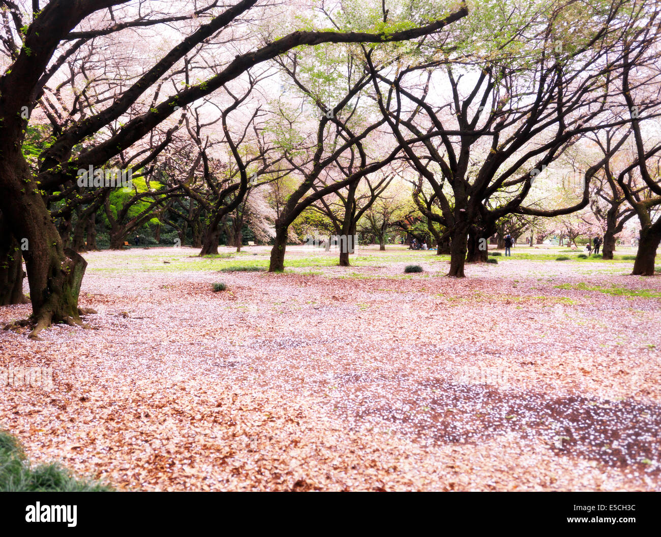 Gyoen National Garden during cherry blossom in Shinjuku, Tokyo, Japan 2014 Foto Stock