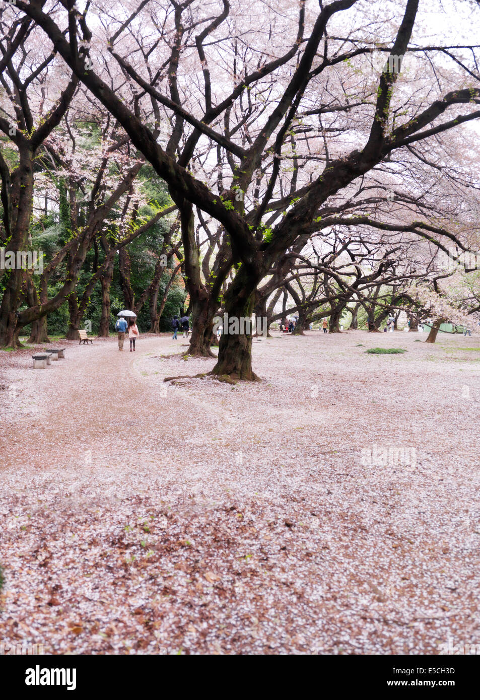 La gente a piedi a Gyoen Giardino Nazionale durante la fioritura dei ciliegi in Shinjuku, Tokyo, Giappone 2014 Foto Stock