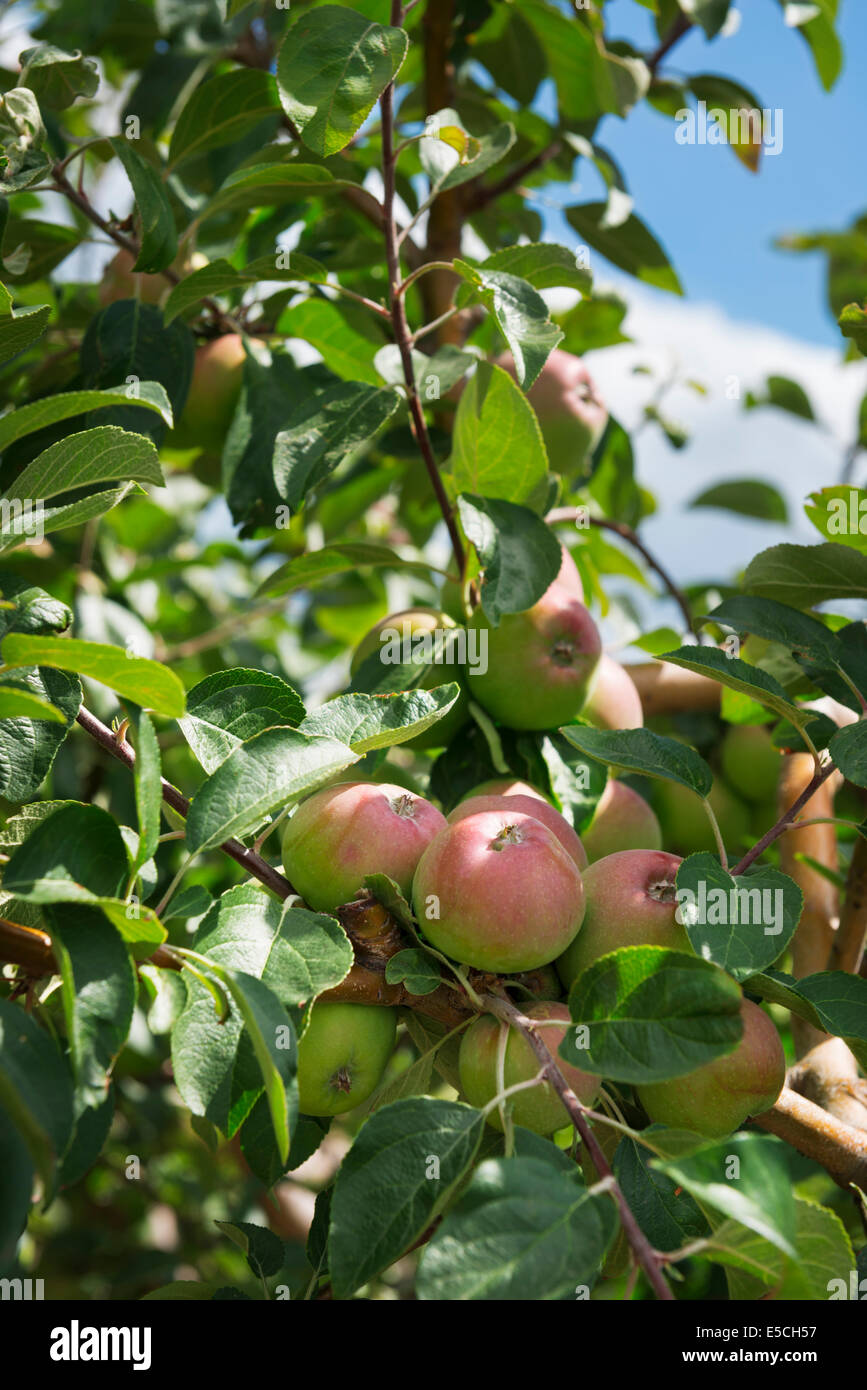 Primo piano di mele su apple ramo di albero in una fattoria. In Ontario, Canada. Foto Stock