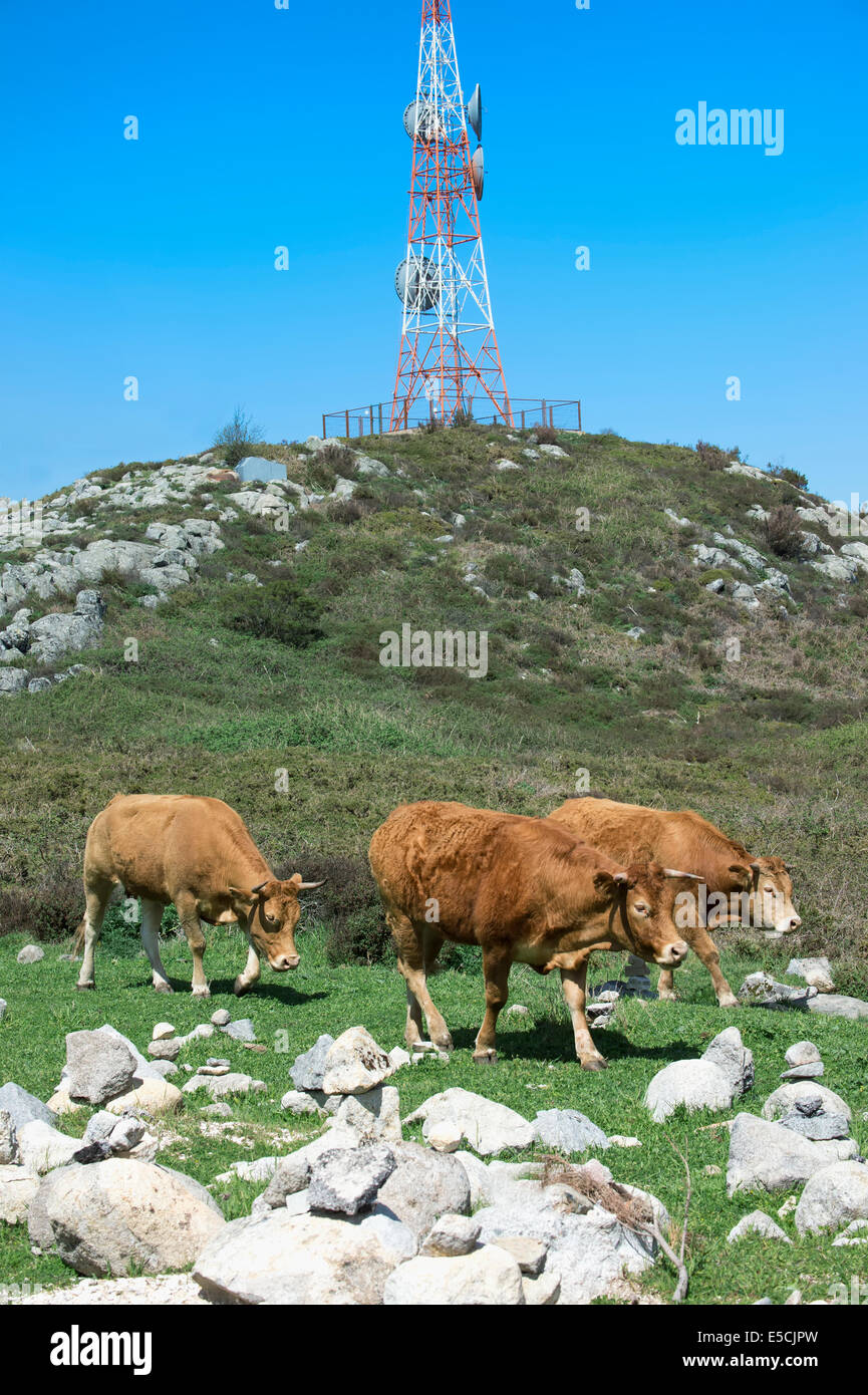 Vacche vagare oltre il punto più alto della Serra de monchique Foia, Algarve, Portogallo, Europa Foto Stock