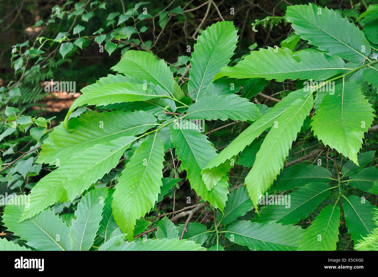 Castagno foglie - Castanea sativa Foto Stock