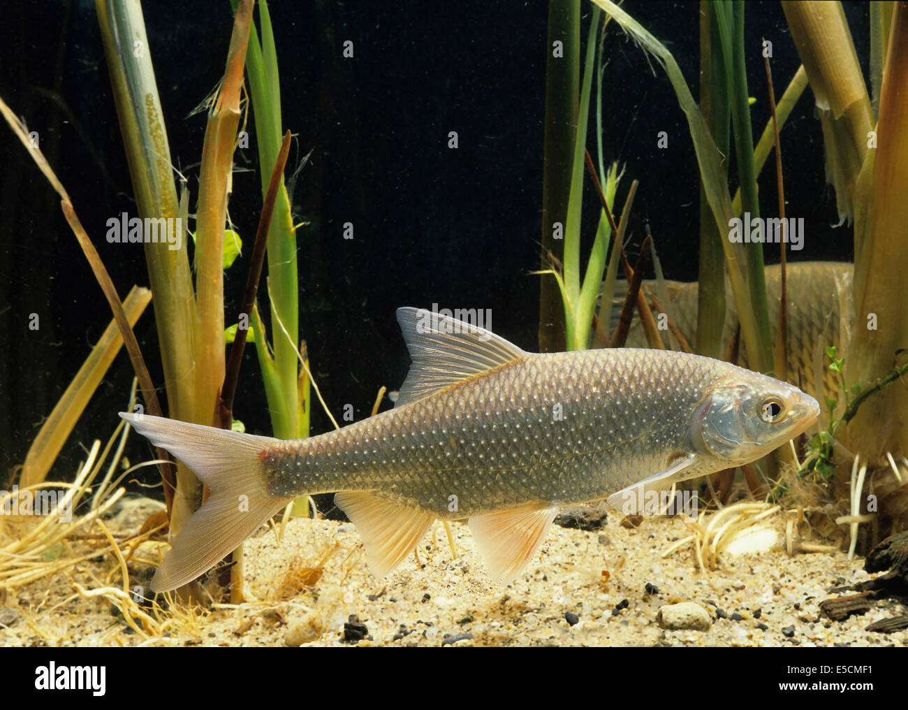 Leucisco comune (Rutilus rutilus) Foto Stock