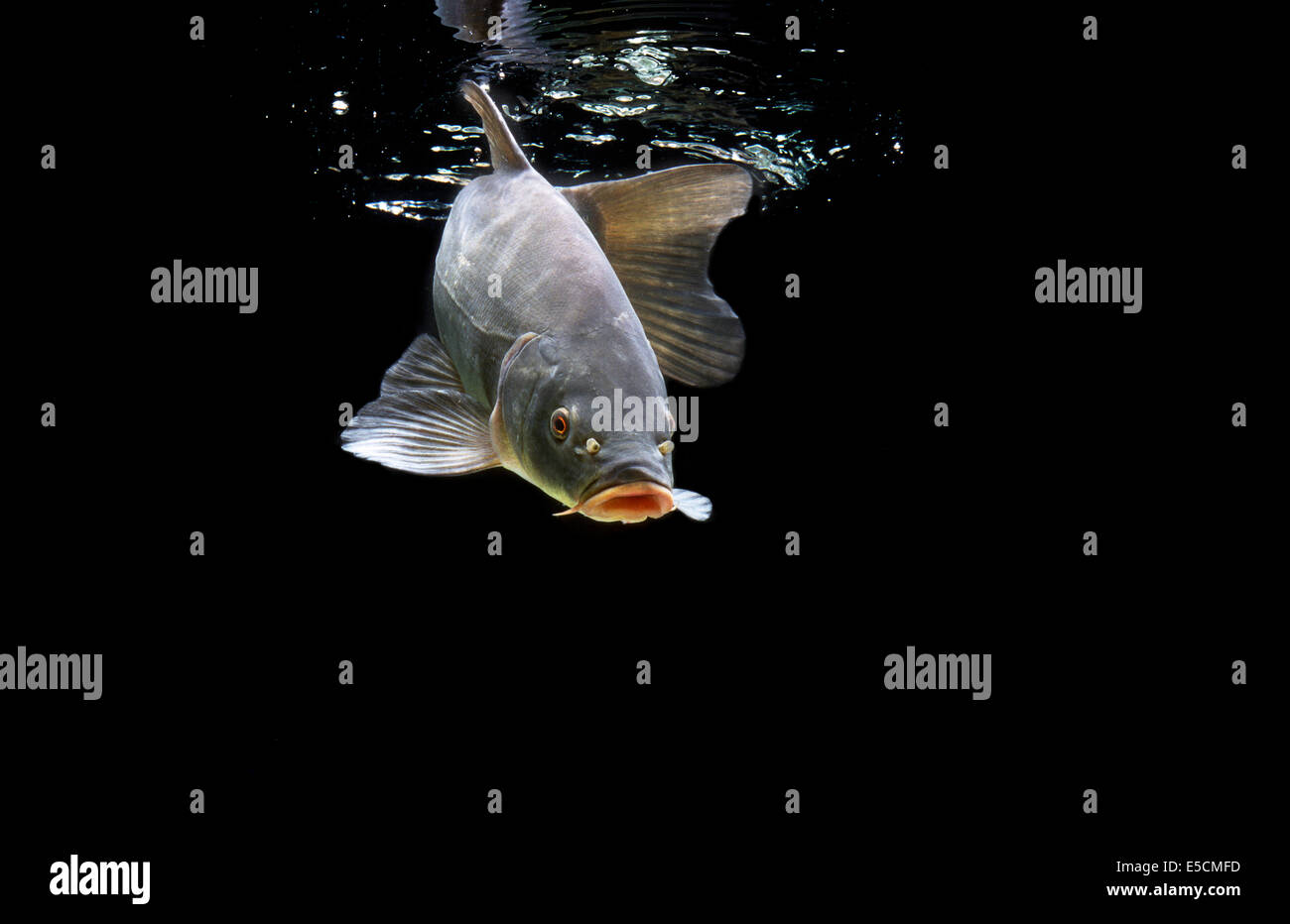 Tinche o Doctor Fish (Tinca tinca), Francia Foto Stock