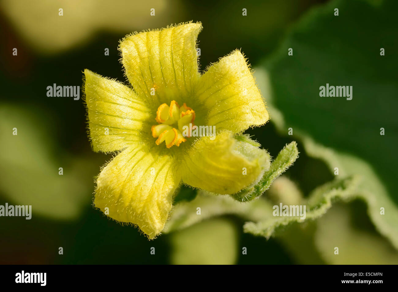 Schizzo cetriolo (Ecballium elaterium), Blossom, Nord Reno-Westfalia, Germania Foto Stock