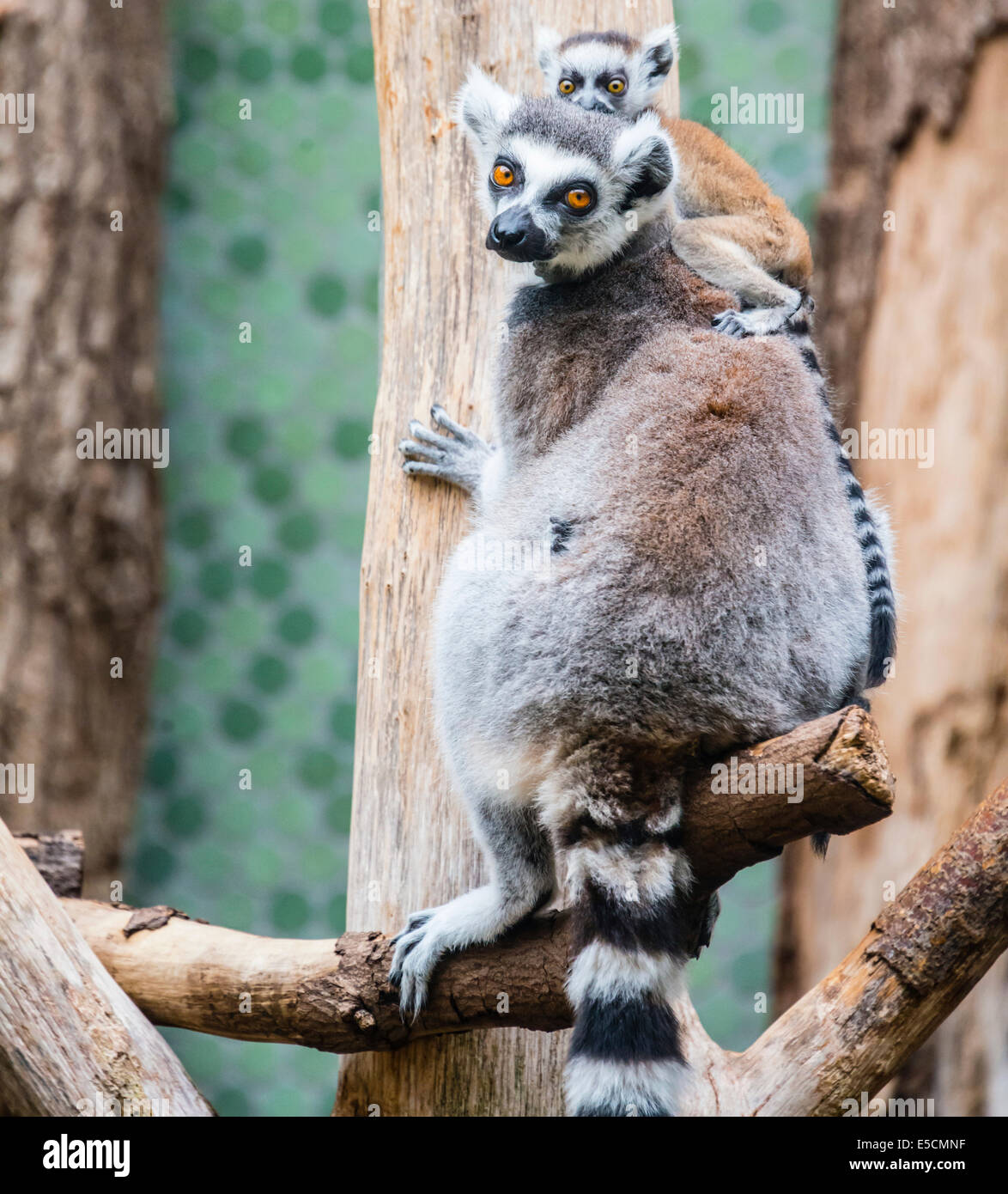 Anello-tailed Lemur (Lemur catta) con giovani, arrampicata, Zoo di Hellabrunn, Monaco di Baviera, Baviera, Baviera, Germania Foto Stock