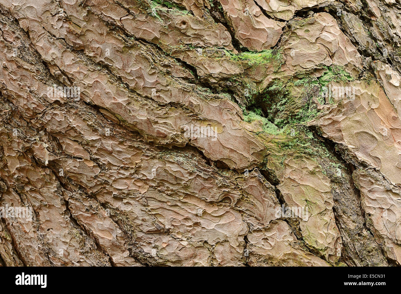 Di Pino silvestre (Pinus sylvestris), corteccia, Renania settentrionale-Vestfalia, Germania Foto Stock