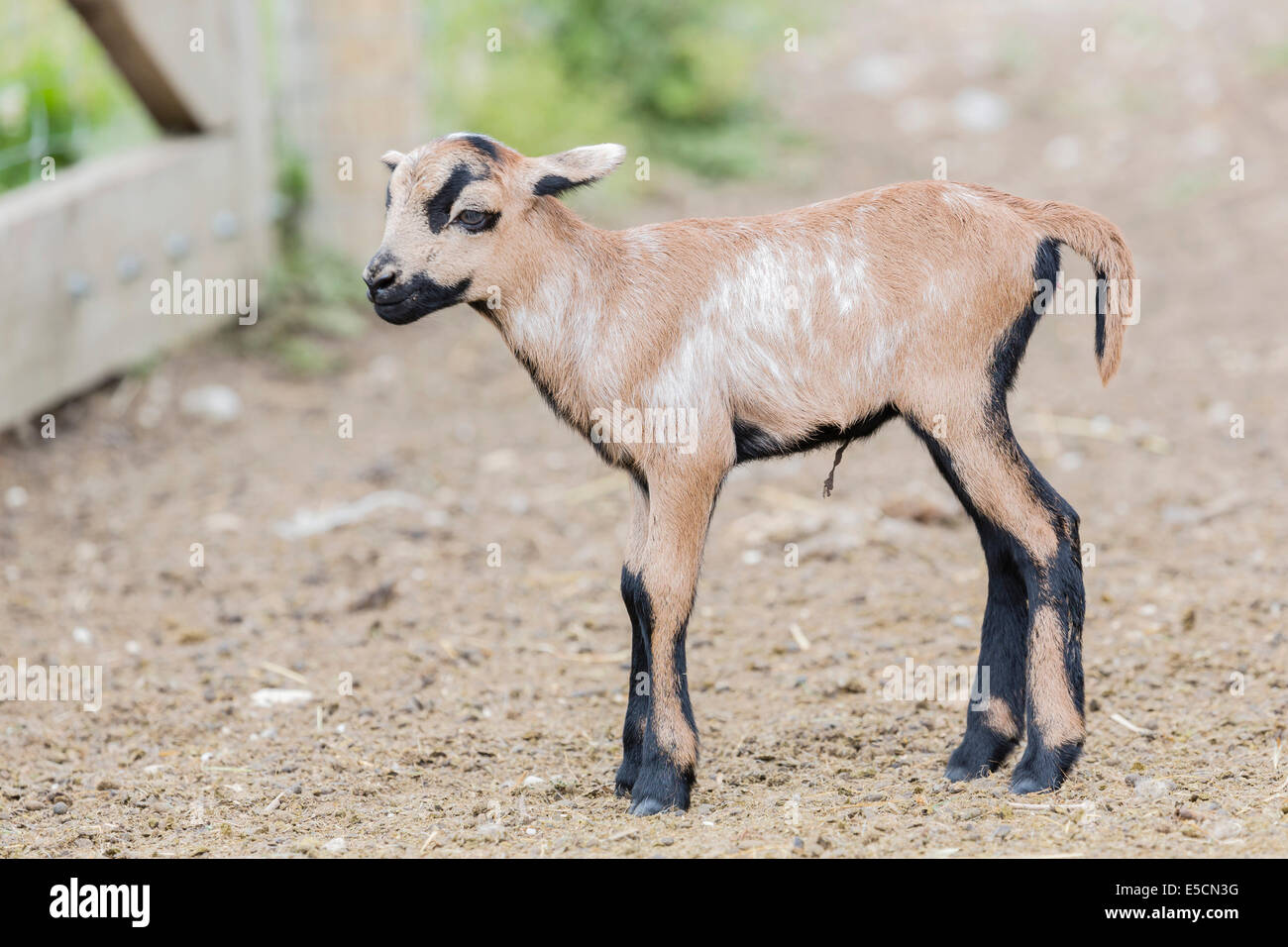 Camerun pecore, pecora selvatica (Ovis orientalis), agnello, captive, Seewinkel, Burgenland, Austria Foto Stock