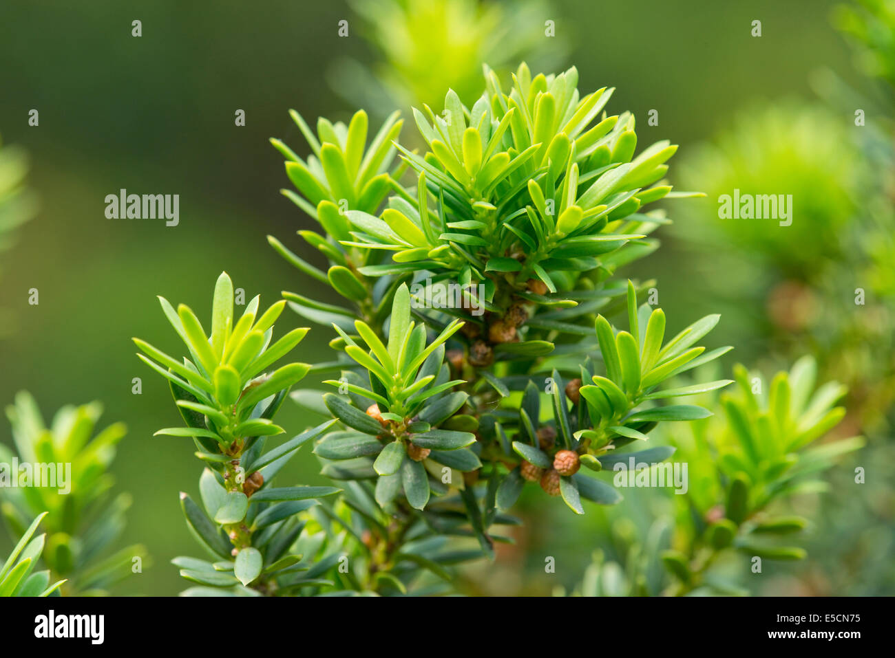 Giapponese Yew (Taxus cuspidata, Turingia), Germania Foto Stock