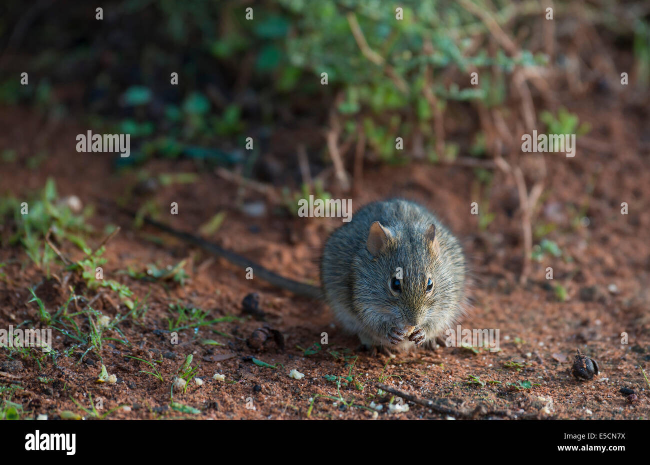 Quattro strisce di erba (mouse Rhabdomys pumilio), piccolo Karoo, Western Cape, Sud Africa Foto Stock
