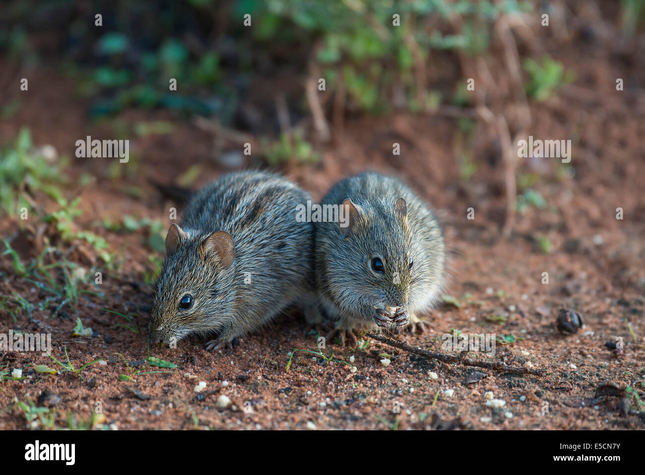 Due a quattro strisce di erba (topi Rhabdomys pumilio), piccolo Karoo, Western Cape, Sud Africa Foto Stock