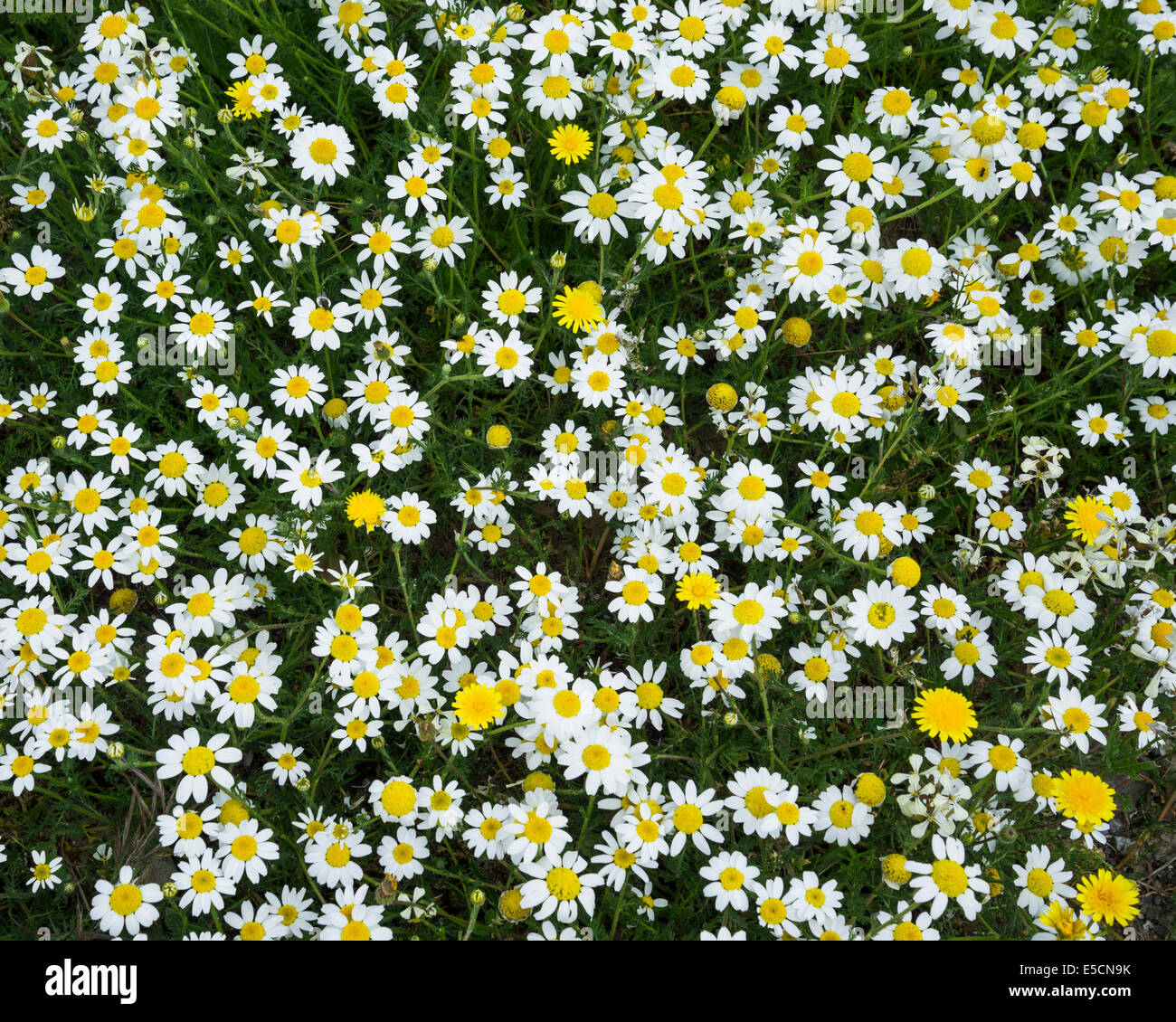 Flower prato con marguerites, Andalucía, Spagna Foto Stock