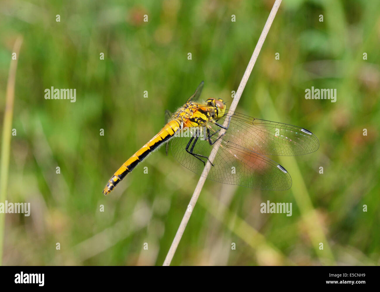 Ruddy Darter (Sympetrum sanguineum), i capretti si asciuga le ali sul lettore RUSH dopo la schiusa, Baviera, Germania Foto Stock