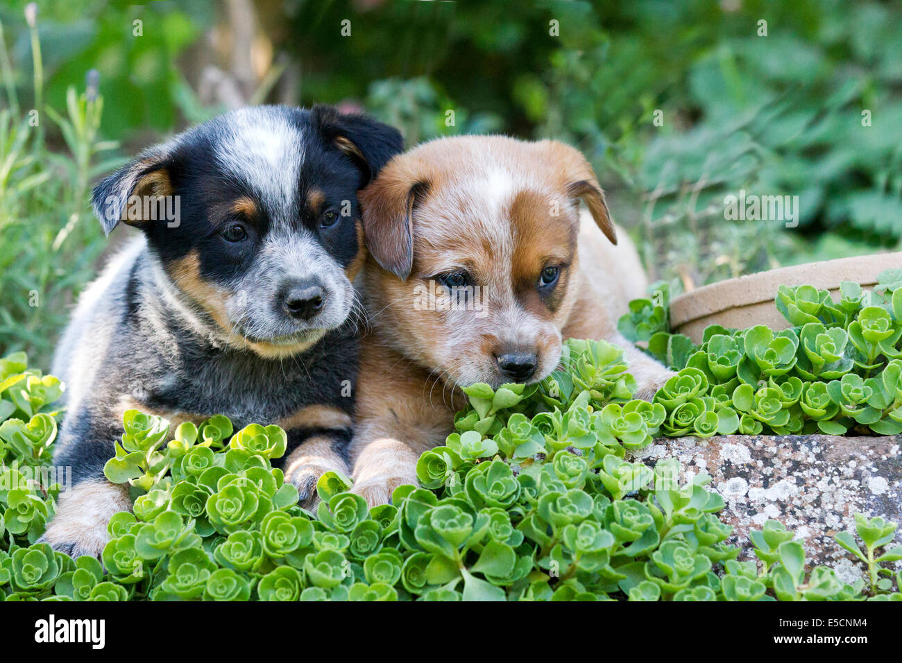 Miniature pinscher cuccioli, 7 settimane in un giardino, Elsenfeld allevamento Foto Stock