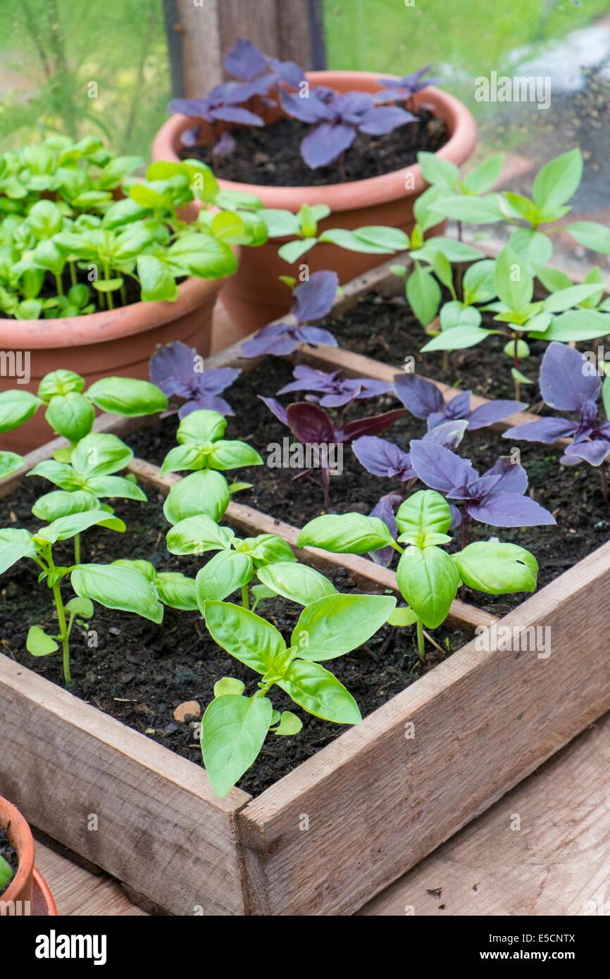 Pot cresciuto dolce, il viola e il basilico tailandese in serra con terrina di pomodori freschi Foto Stock