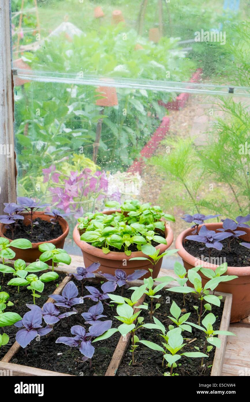 Pot cresciuto dolce, il viola e il basilico tailandese in serra con terrina di pomodori freschi Foto Stock