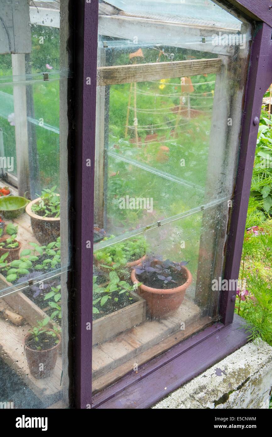 Vista della serra contenitore contenente cresciuto il basilico, Inghilterra, Luglio Foto Stock
