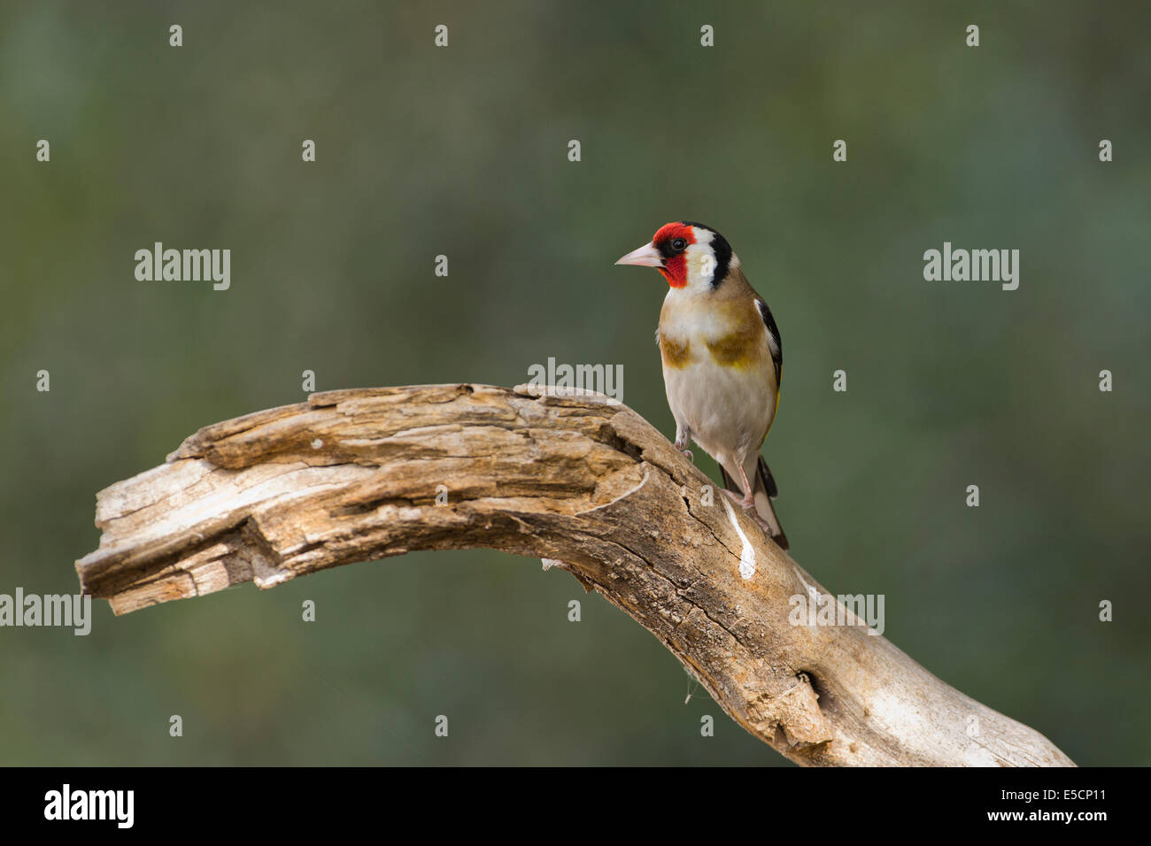 Cardellino europeo (Carduelis carduelis) appollaiato su un ramo, fotografato in Israele nel mese di aprile Foto Stock