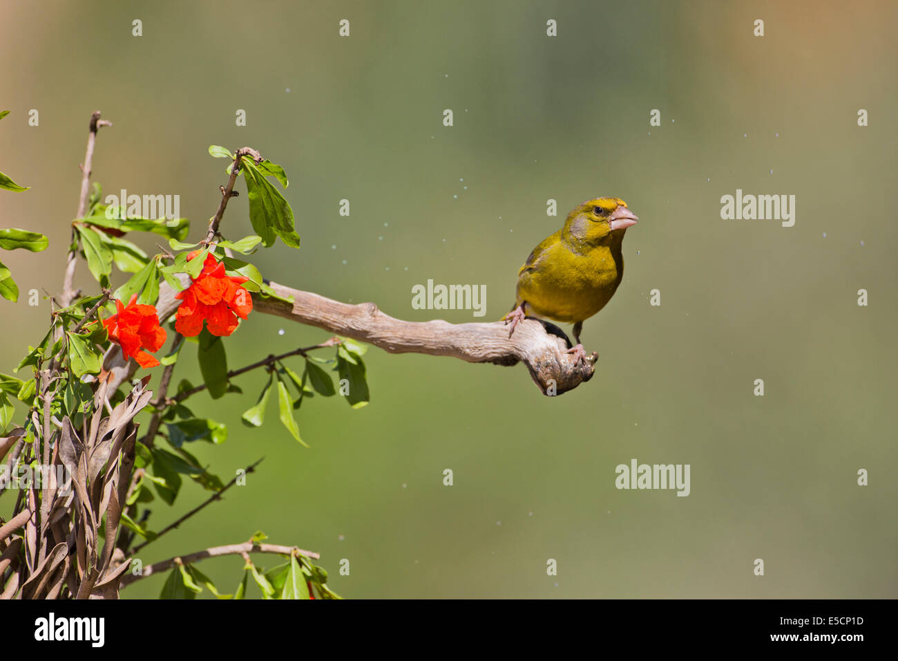 Verdone europeo (Carduelis chloris) un piccolo uccello passerine in finch famiglia Fringillidae. Fotografato vicino a una pozza di Foto Stock