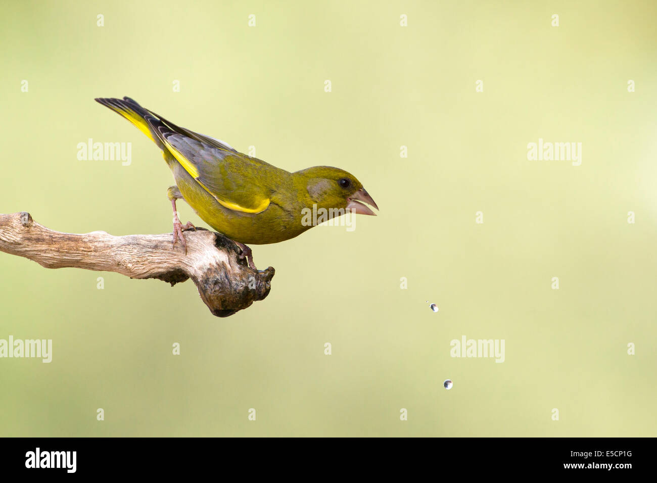 Verdone europeo (Carduelis chloris) un piccolo uccello passerine in finch famiglia Fringillidae. Fotografato vicino a una pozza di Foto Stock