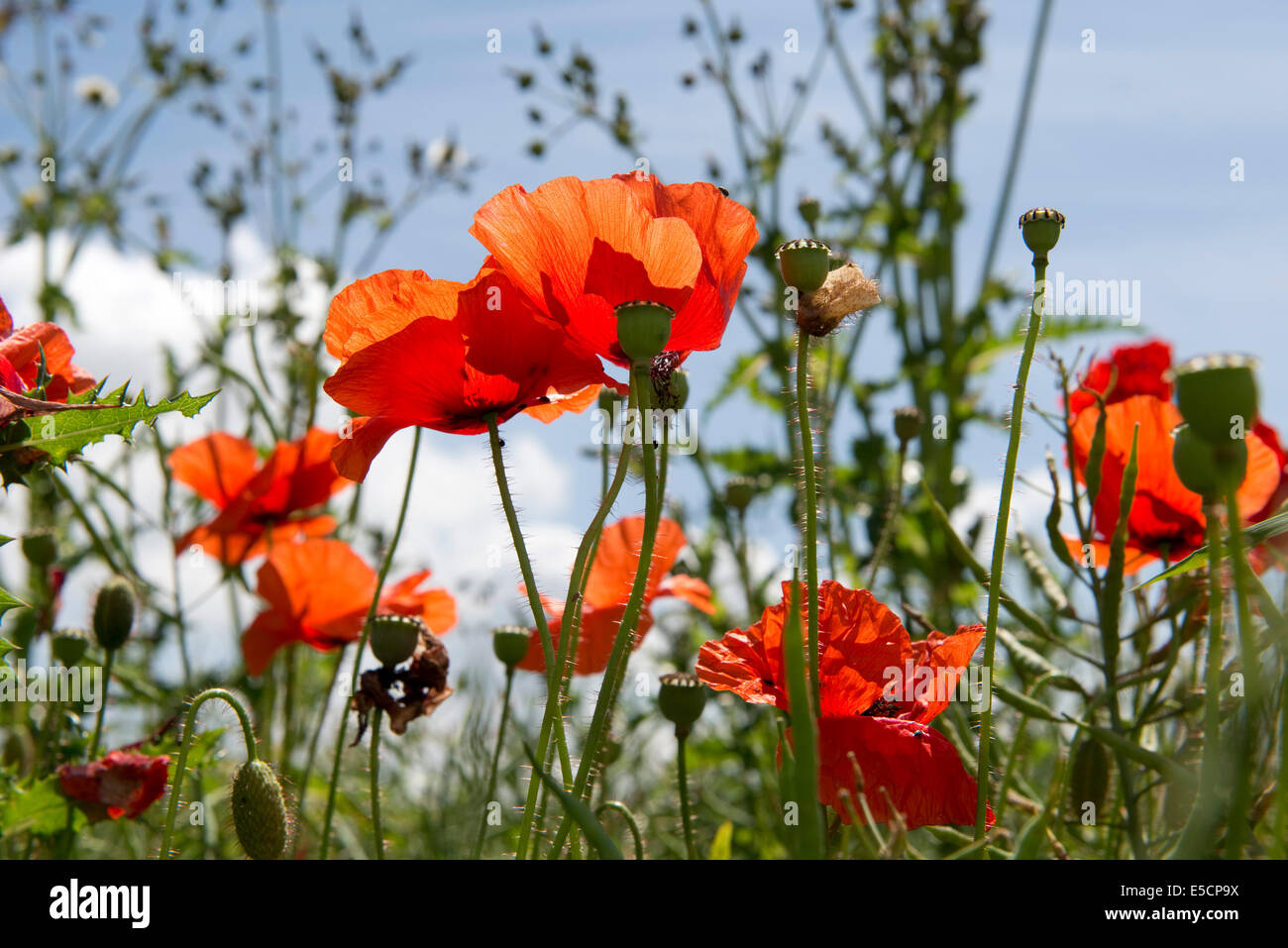 Il mais papaveri, Papaver rhoeas, fiori di colore rosso Foto Stock