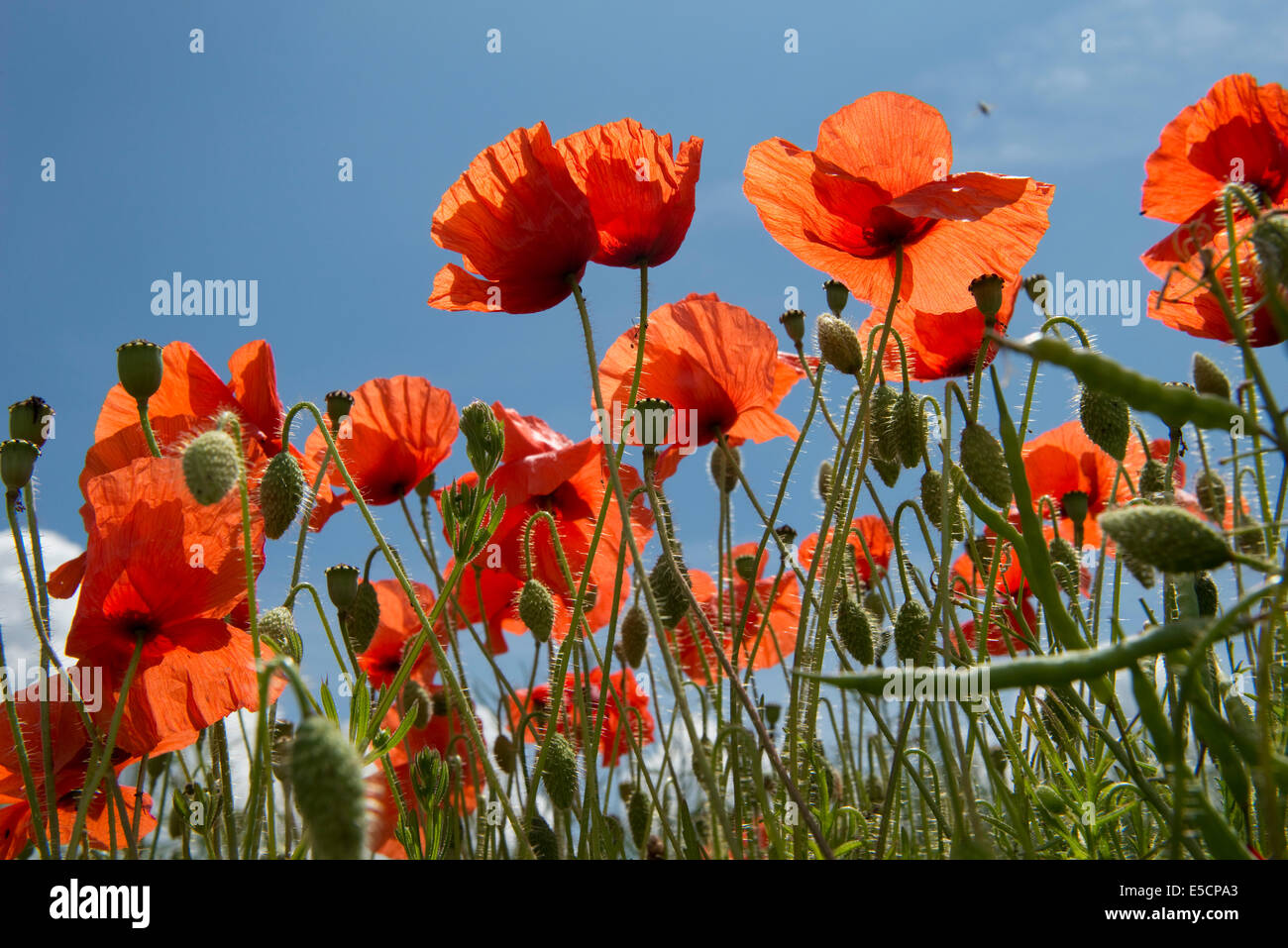 Il mais papaveri, Papaver rhoeas, fiori rossi contro il Cielo di estate blu Foto Stock
