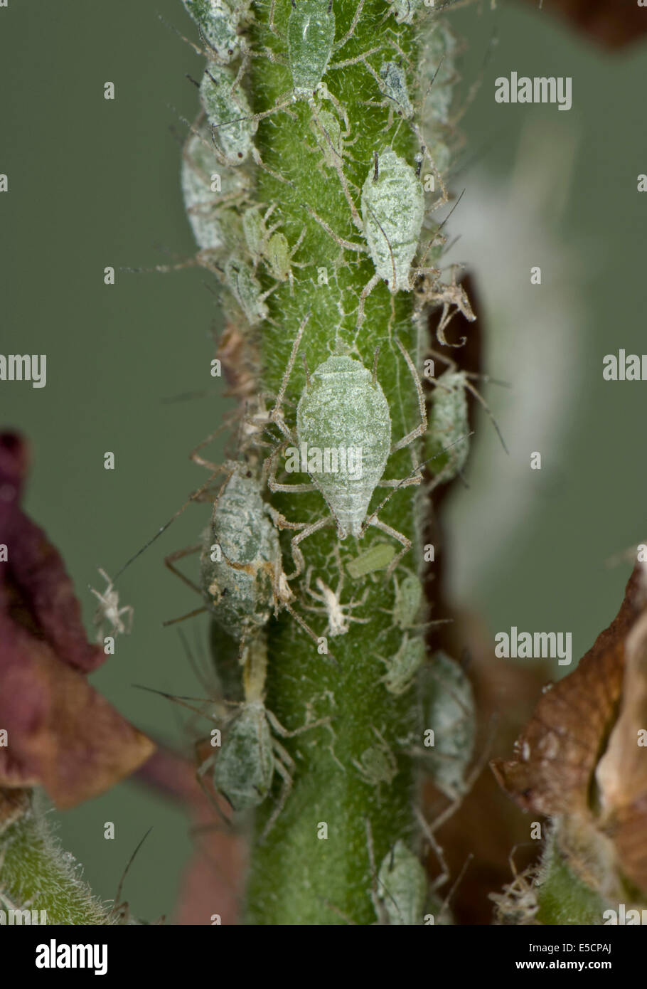 Lupin afidi, Macrosiphum albifrons, infestazione sul peduncolo di un fiore di Lupin Foto Stock