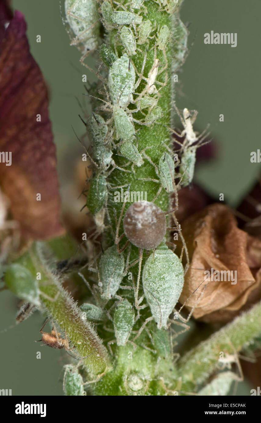 Lupin afidi, Macrosiphum albifrons, infestazione sul peduncolo di un fiore di lupino uno parasitised da un parassitoide wasp Foto Stock