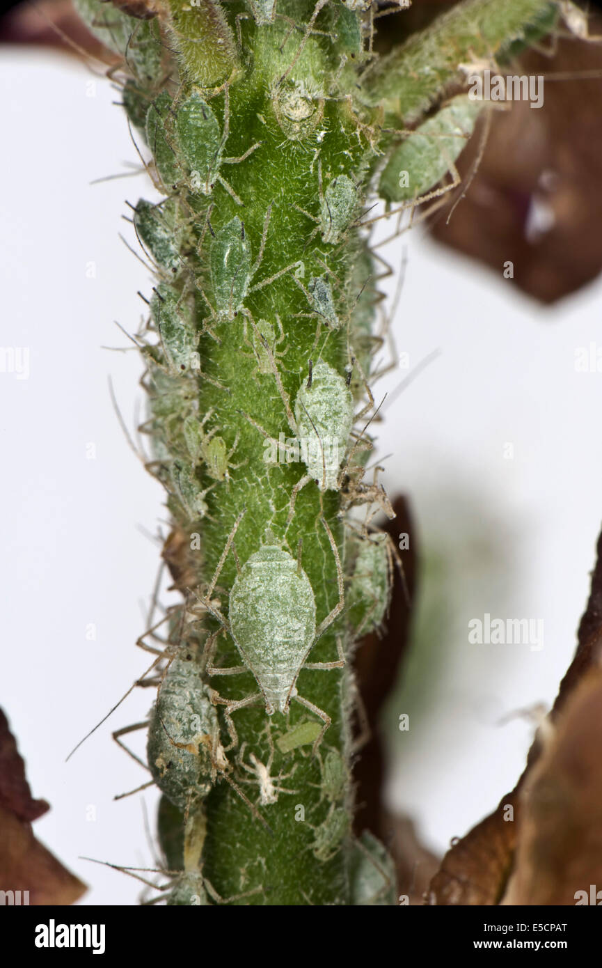 Lupin afidi, Macrosiphum albifrons, infestazione sul peduncolo di un fiore di Lupin Foto Stock