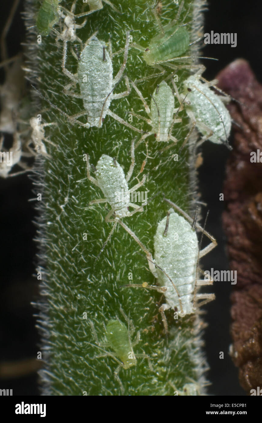 Lupin afidi, Macrosiphum albifrons, infestazione sul peduncolo di un fiore di Lupin Foto Stock