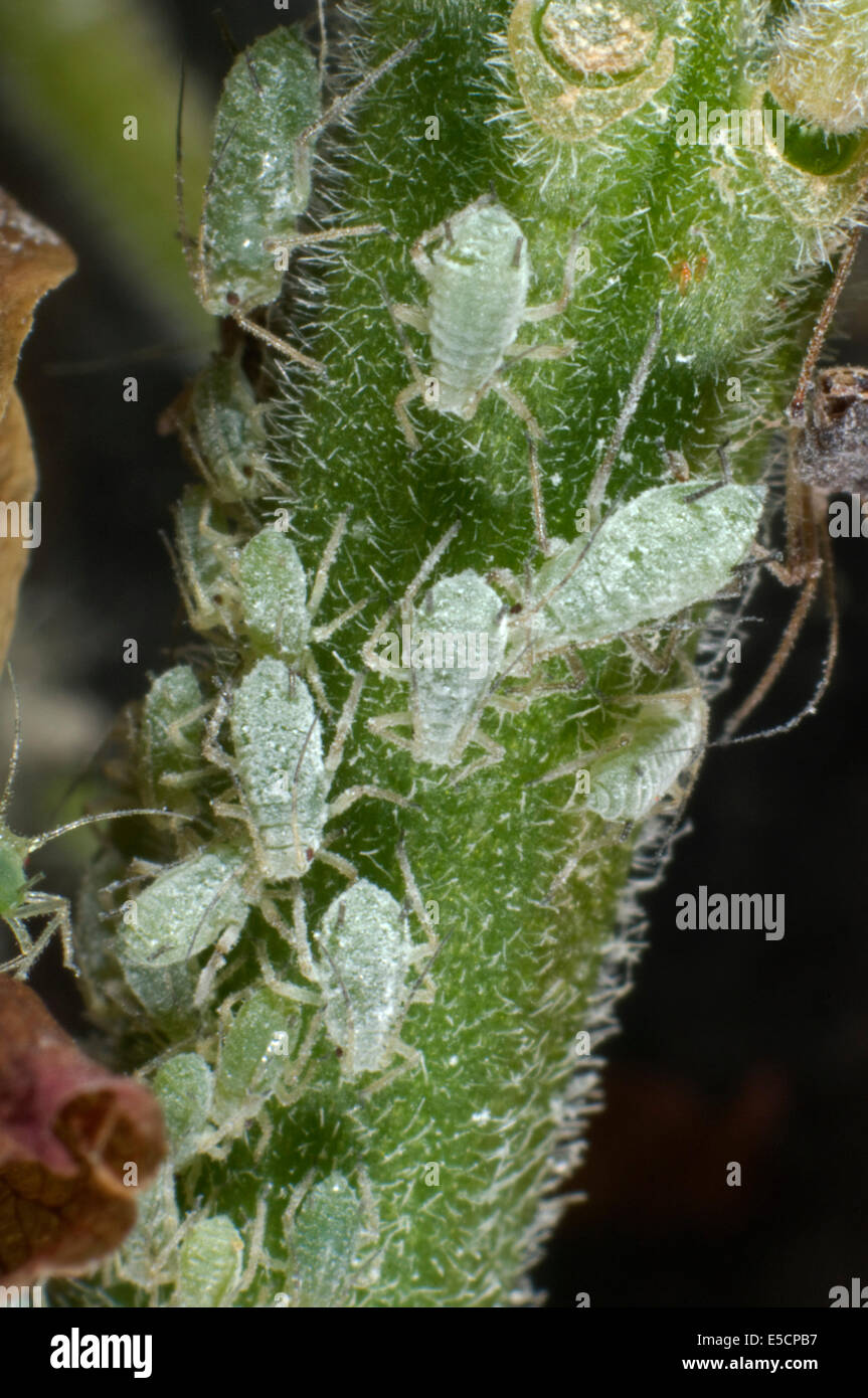 Lupin afidi, Macrosiphum albifrons, infestazione sul peduncolo di un fiore di Lupin Foto Stock
