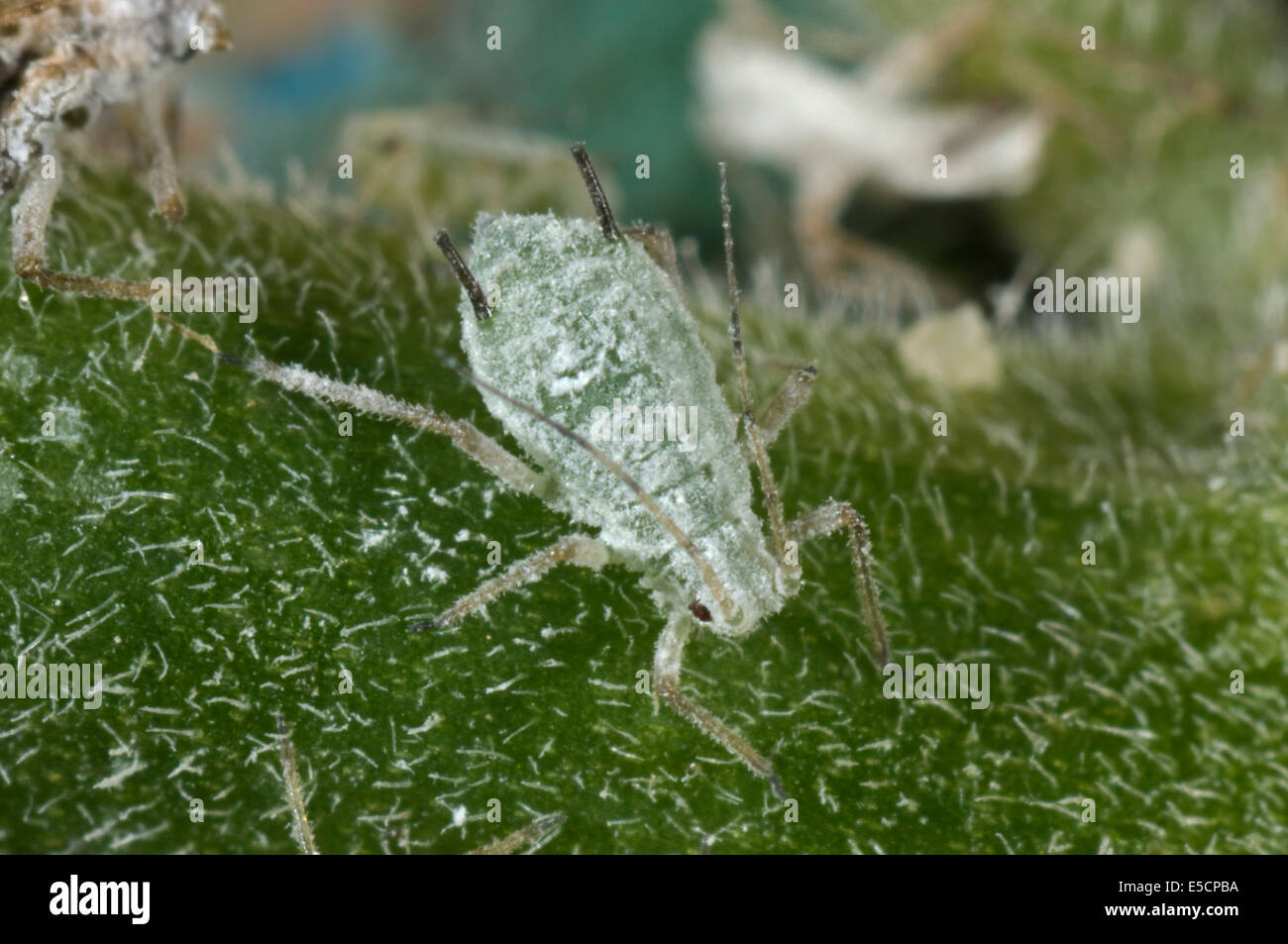 Lupin afidi, Macrosiphum albifrons, femmina sul peduncolo di un fiore di lupino Foto Stock
