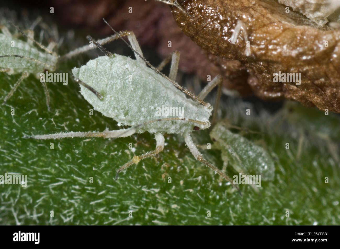 Lupin afidi, Macrosiphum albifrons, femmina sul peduncolo di un fiore di lupino Foto Stock