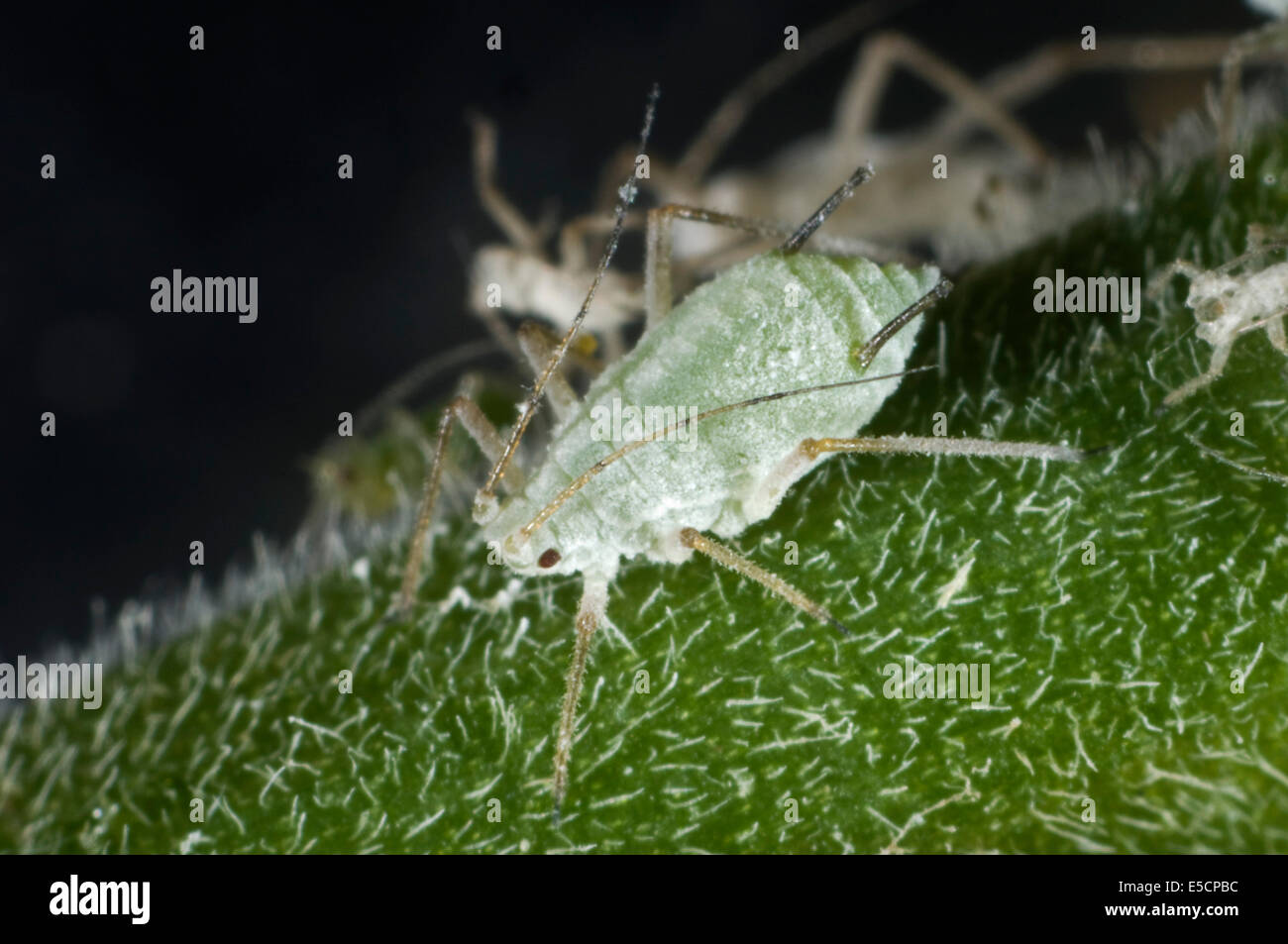 Lupin afidi, Macrosiphum albifrons, femmina sul peduncolo di un fiore di lupino Foto Stock