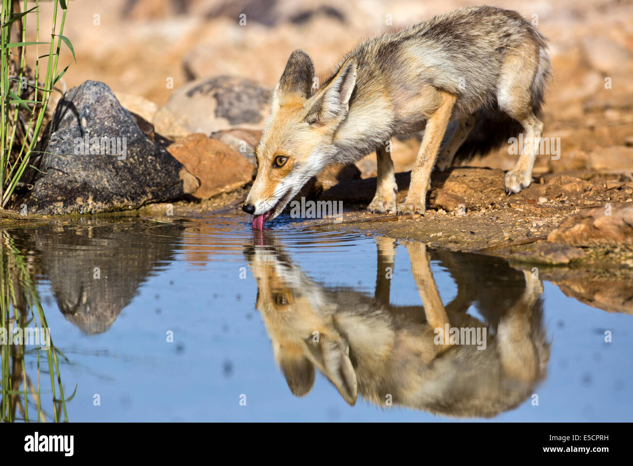 Red Fox (Vulpes vulpes vulpes). La Volpe rossa è la più grande del vero volpi, così come la maggior parte geograficamente sparsi membro del Foto Stock
